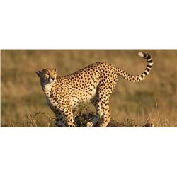 Cheetah / Brown Hyena