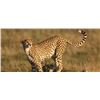 Image 1 : Cheetah / Brown Hyena