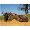 Image 4 : 15 day Cape Buffalp/Blue Wilde Beast hunt
