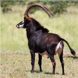 12 days of hunting in South Africa for two hunters.