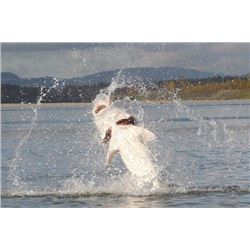 Fraser River Sturgeon Charter