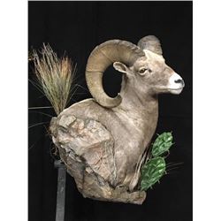 Sheep Shoulder Mount