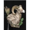 Image 1 : Sheep Shoulder Mount
