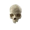 Image 1 : Django Unchained Calvin Candie (Leonardo DiCaprio) Skull Movie Props