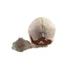 Image 3 : Django Unchained Calvin Candie (Leonardo DiCaprio) Skull Movie Props