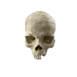 Django Unchained Calvin Candie (Leonardo DiCaprio) Skull Movie Props