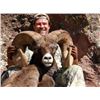Image 3 : Rocky Mountain Bighorn Sheep