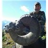 Image 3 : Alberta Rocky Mountain Sheep Hunt