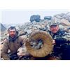 Image 4 : Alberta Rocky Mountain Sheep Hunt