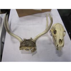 ANTLERS AND BEAR SKULL