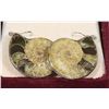 Image 1 : PAIR OF FOSSIL EARRINGS