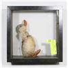 Image 1 : ANTIQUE STEIFF DUCK IN CASE.