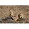 Image 1 : Wyoming 2-for-1 Prairie Dog Hunting & Cutthroat Trout Fishing Trip