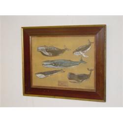 FRAMED WATERCOLOR OF 5 SPECIES OF WHALES SIGNED T. PRESTON (17" X 21 1/2")