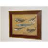Image 1 : FRAMED WATERCOLOR OF 5 SPECIES OF WHALES SIGNED T. PRESTON (17" X 21 1/2")