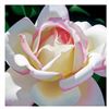 Image 1 : Single Cherry Parfait Rose by Davis, Brian