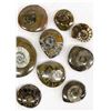 Image 2 : Collection of 15 Ammonite Fossils