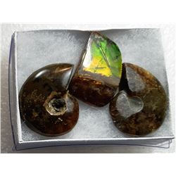 4)  LOT OF 2 AMMONITE FOSSIL SPECIMENS