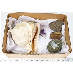 BOX W/LARGE CONCH SHELL, CATS EYE STONE,