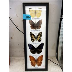 5 Framed Butterflies
