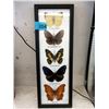 Image 1 : 5 Framed Butterflies