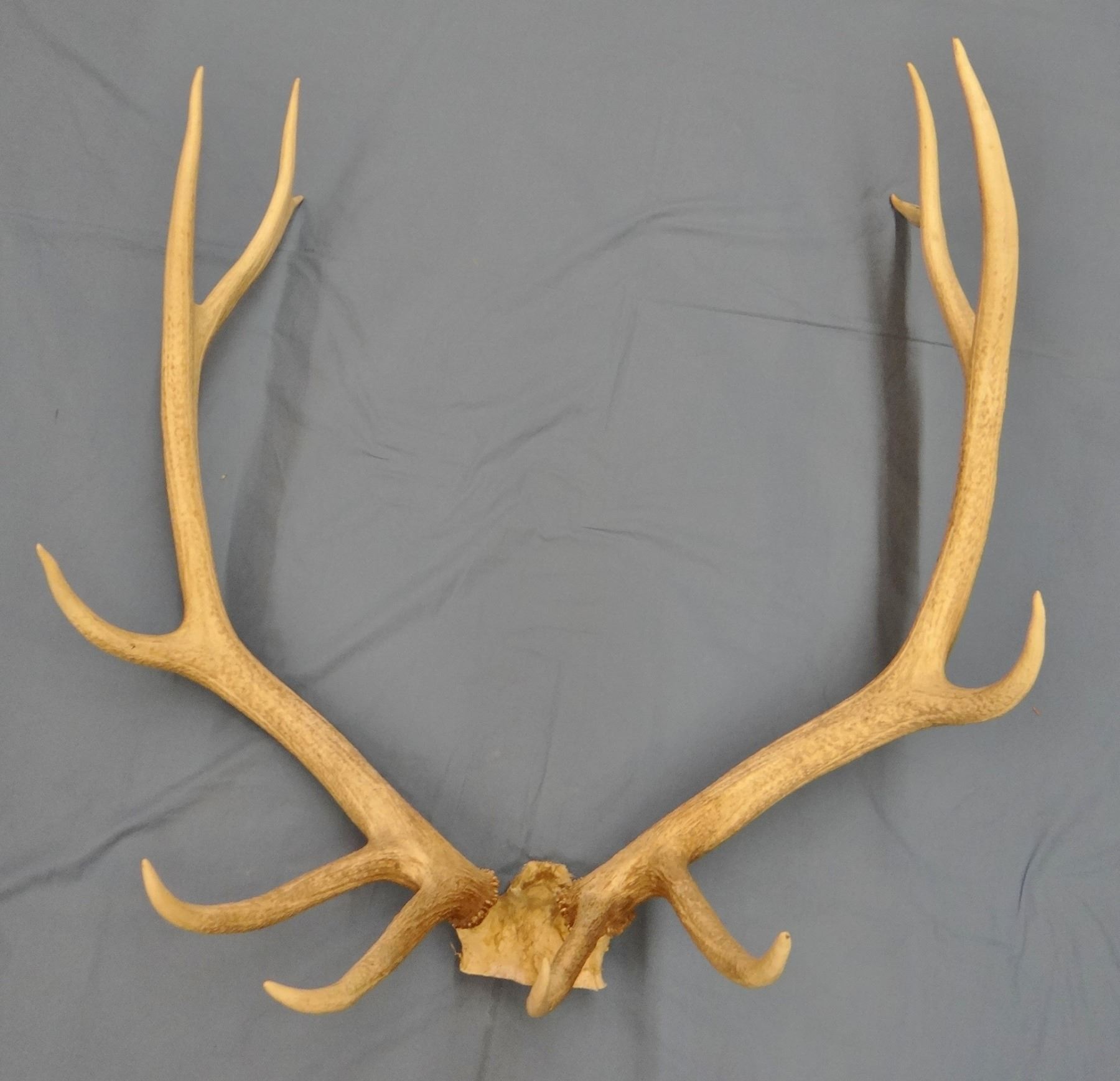 Elk antlers, 6 pt