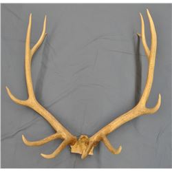 Elk antlers, 6 pt