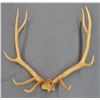 Image 1 : Elk antlers, 6 pt