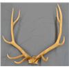 Image 2 : Elk antlers, 6 pt