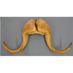 Musk ox horns, 24" span