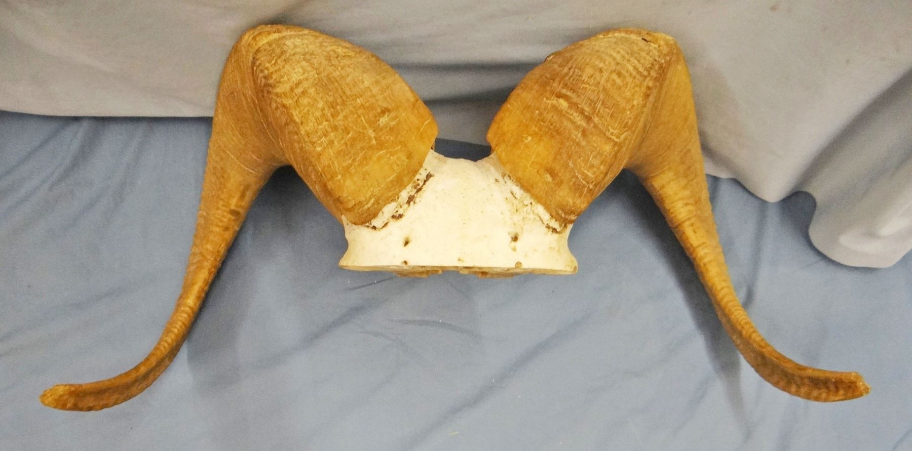 Big Horn ram horns, full curl