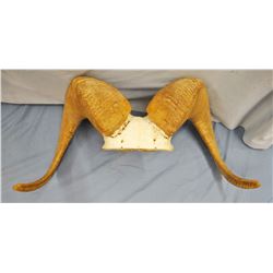 Big Horn ram horns, full curl