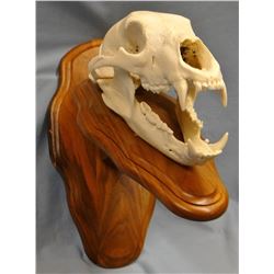 Bear skull, European mount