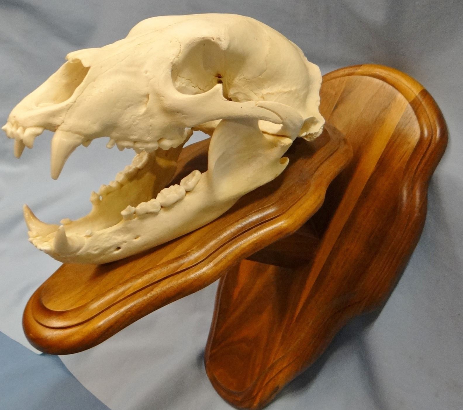 Bear skull, European mount