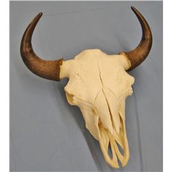 Buffalo skull with horn caps