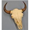 Image 1 : Buffalo skull with horn caps