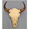 Image 2 : Buffalo skull with horn caps