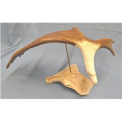 Carved moose horn, Eagle, by Scott Hays