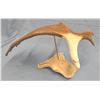 Image 1 : Carved moose horn, Eagle, by Scott Hays