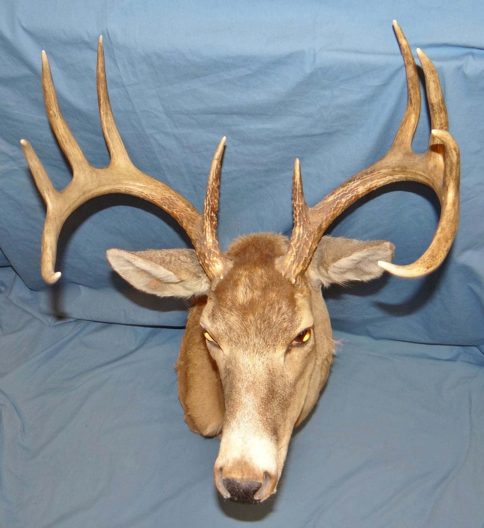 Whitetail buck shoulder mount, 5 pt, 1973