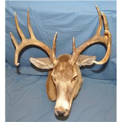 Whitetail buck shoulder mount, 5 pt, 1973