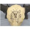 Image 2 : Cheek, C. R. original pen and ink on buffalo skull
