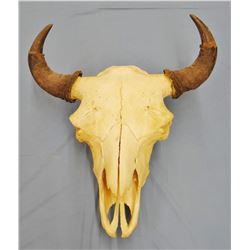 Buffalo skull with horn caps