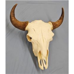 Buffalo skull with horn caps