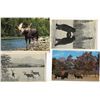 Image 1 : LOT OF 15 POSTCARDS (ASSORTED WILDLIFE THEMES)
