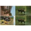 Image 2 : LOT OF 15 POSTCARDS (ASSORTED WILDLIFE THEMES)