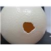 Image 2 : OSTRICH EGG & SALT/PEPPER SHAKER (PRAYER LADY *REPAIRED*)