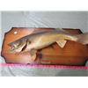 Image 1 : MOUNTED FISH