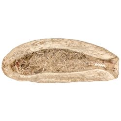 Prehistoric Fish Fossil within a Stone Matrix, 4 Inches long