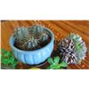 Image 2 : Faux Succulents, Blue Ceramic Planter, Tapered Vase